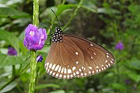 Brown King Crow Euploea klugii BMT tomonidan doktor Raju Kasambe tomonidan DSCN4771 (2) .jpg