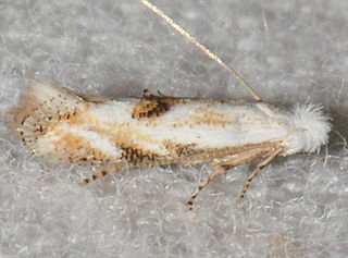 <i>Bucculatrix montana</i> Species of moth in genus Bucculatrix