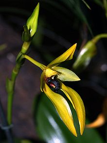 Bulbophyllum carunculatum Orchi 17.jpg