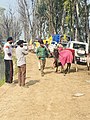 Bull_race_in_Punjab,_India_08