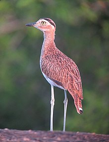 Burhinus bistriatus Alcaravan Venezolano Double-striped Thick-Knee (16153130620).jpg