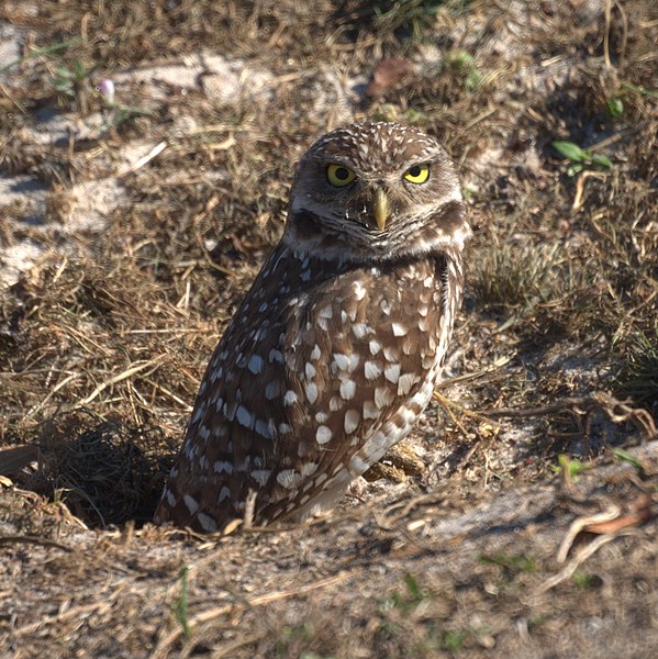 File:Burrowing Owl (6729104121).jpg