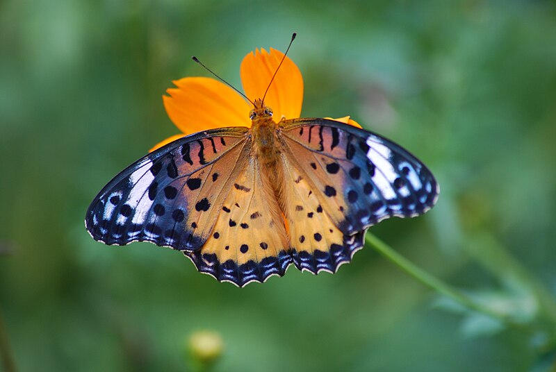 File:Butterfly macro.JPG