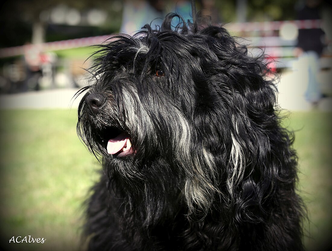 Cão da Serra de Aires