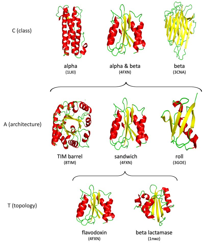 Domain (biology) - Wikipedia