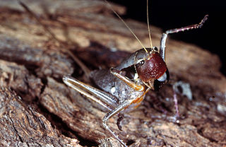 <i>Pachysaga</i> Genus of cricket-like animals