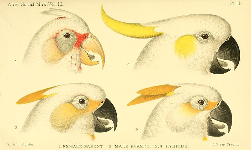 File:Cacatua galerita and C. tenuirostris - parents and hybrids.jpg