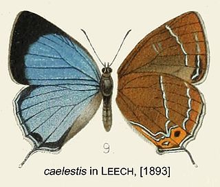 <i>Howarthia</i> Butterfly genus in family Lycaenidae