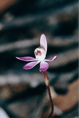 <i>Caladenia mentiens</i> Species of orchid