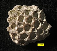 De koraalsoort Calapoecia huronensis uit het late Ordovicium