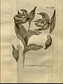 Cypripedium macranthos plate 21 Johann Amman: Stirpium rariorum.... (1739)