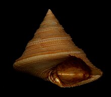 Calliostoma iridescens 2.jpg