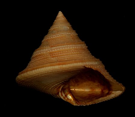 Calliostoma_iridescens