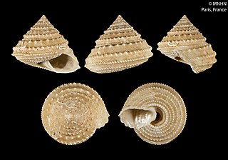 <i>Calliotropis asphales</i> Species of Pacific Ocean sea snail