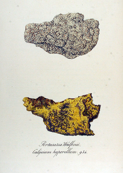 File:Calycium hyperellum — Flora Batava — Volume v12.jpg