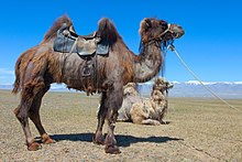 Two saddled Bactrian camels shedding their coats in the Altai mountain range Camel1111111 01.jpg