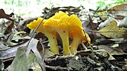 Thumbnail for Cantharellus flavus