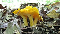 Cantharellus flavus.jpg 