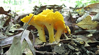 <i>Cantharellus flavus</i> Species of fungus