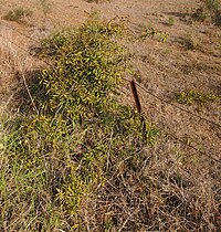 Intermediate form scrambling over fence