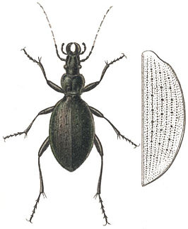 Carabus creutzeri