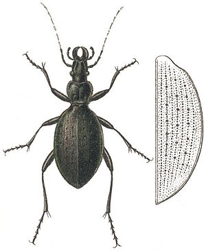 Creutzer's ground beetle (Carabus creutzeri)