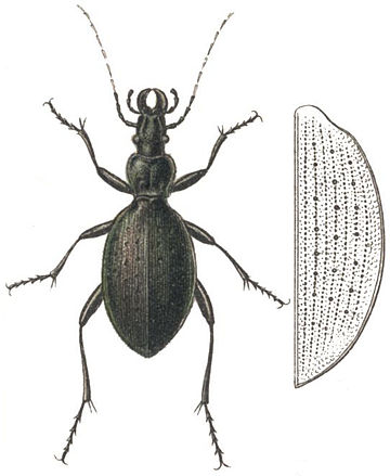 Platycarabus