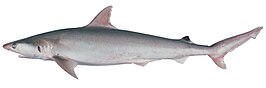 Carcharhinus coatesi