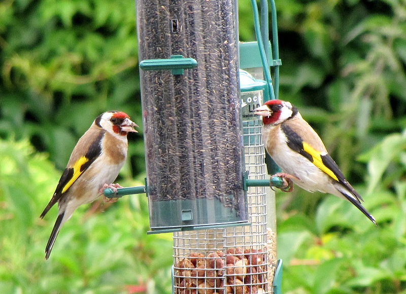 File:Carduelis carduelis -United Kingdom -two at garden bird feeder-8.jpg