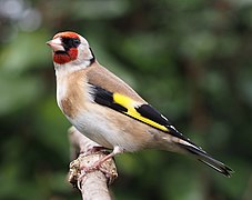 Un jilguero europeo (Carduelis carduelis)