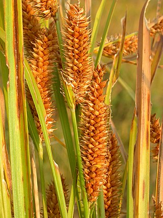 <i>Carex utriculata</i> Species of grass-like plant