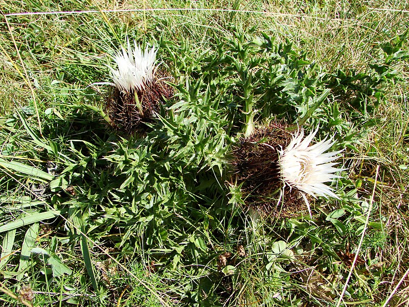 File:Carlina acaulis - Vallée du Marcadau 10.jpg