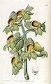 Catasetum cernuum (as syn. Monachanthus viridis) plate 1752 in: Edwards's Bot. Register (Orchidaceae), vol. 21, (1836)