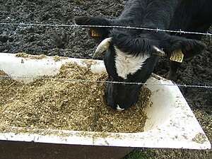 300px Cattle eating corn silage 2