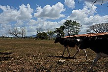 Aftermath of deforestation processes due to cattle ranching purposes in the region of Honduras Cattle ranching.jpg