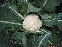 Cauliflower Wiktionary