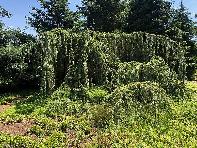 File:Cedrus atlantica 'Glauca Pendula' tree.jpg