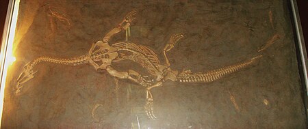 Ceresiosaurus calcagnii.JPG