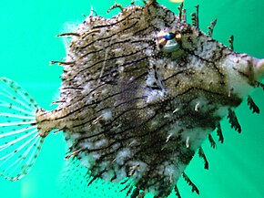 Descrizione dell'immagine Chaetodermis penicilligerus.2 - Aquarium Finisterrae.JPG.