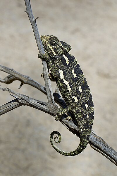 File:Chamaeleonidae- Chamaeleo chamaeleon chamaeleon (Mediterranean Chameleon) 6.jpg