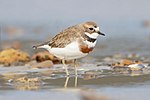 Thumbnail for Double-banded plover