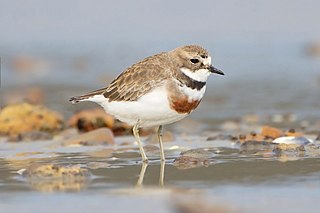 <span class="mw-page-title-main">Double-banded plover</span> Species of bird