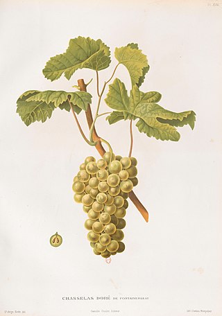 <span class="mw-page-title-main">Chasselas de Thomery</span> Grape variety grown in Seine-et-Marne, France