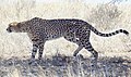 Cheetah (Acinonyx jubatus) (51652301601).jpg