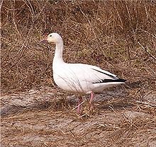 Chen caerulenscens jcwf1.jpg