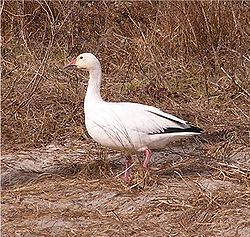 Chen caerulenscens jcwf1.jpg