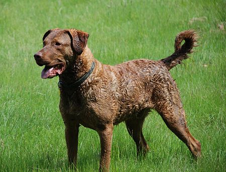 Tập_tin:Chesapeake_Bay_Retriever1.jpg