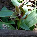 Chiloglottis jeanesii