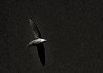 Thumbnail for File:Chimney swift.jpg