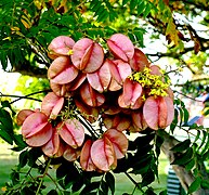 Koelreuteria bipinnata (Chinese golden rain tree) Fruit or seed pods